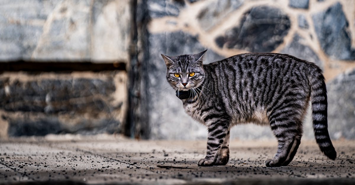 suivez facilement et en temps réel votre chat grâce à ce traceur gps performant, léger et résistant. assurez la sécurité de votre animal où qu'il soit.